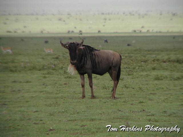 What are you looking at.jpg